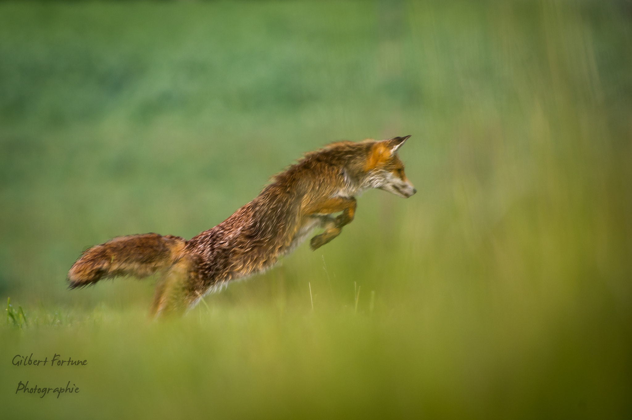Nikon AF-S Nikkor 300mm F2.8G ED VR II sample photo. Le saut photography