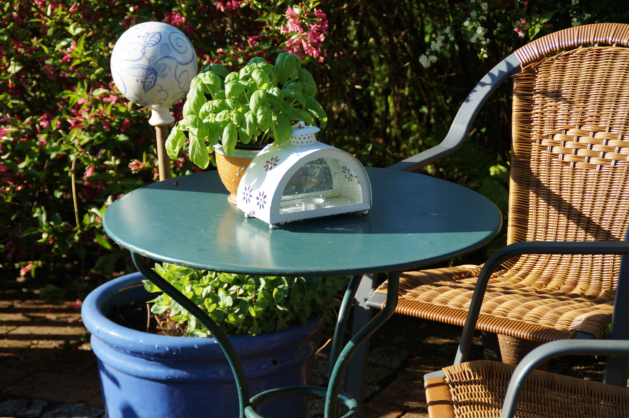 Sony SLT-A57 sample photo. My garden photography