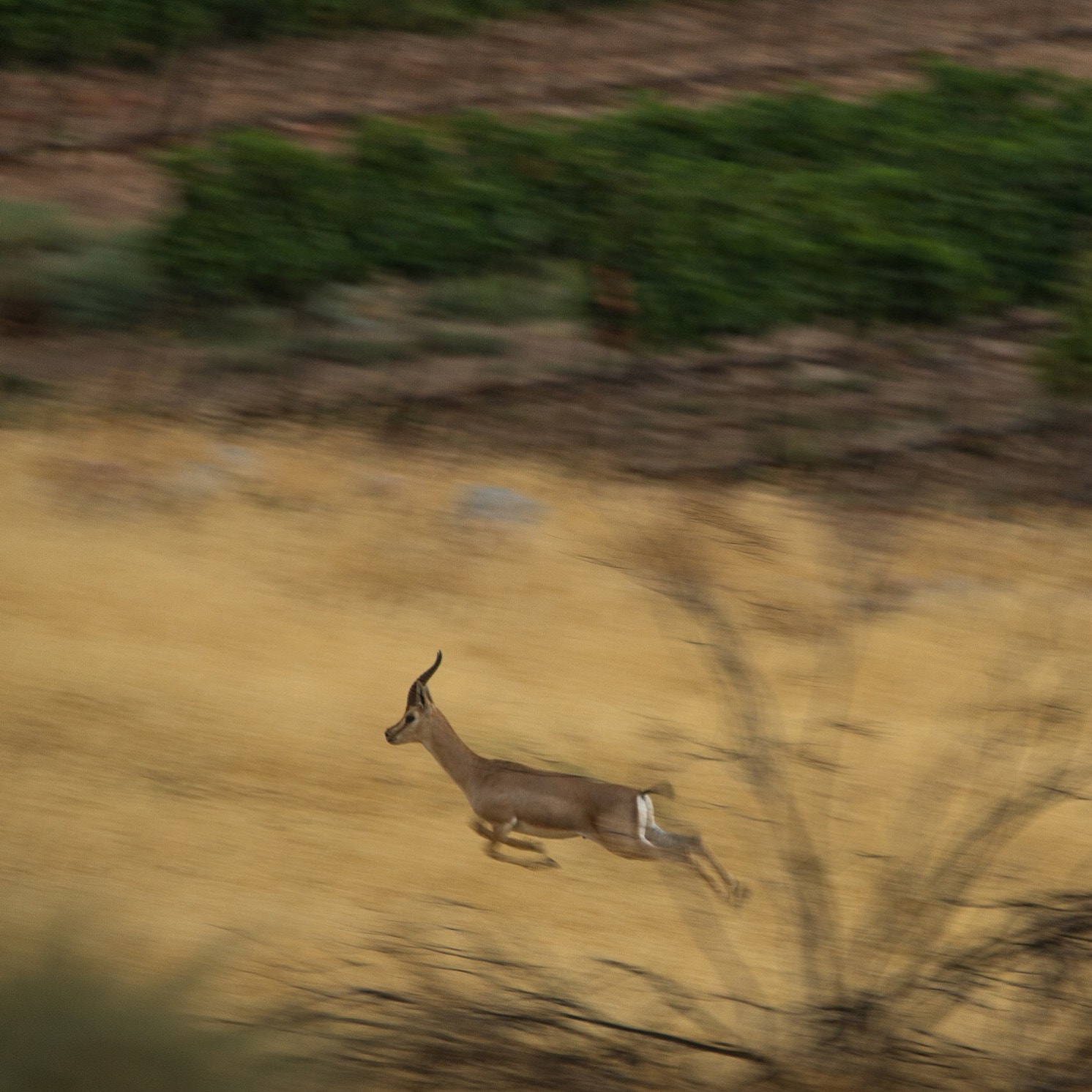 Sigma 120-400mm F4.5-5.6 DG OS HSM sample photo. Gazelle in israel photography