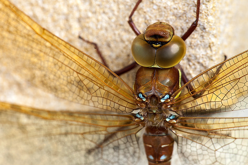 Canon EF 180mm F3.5L Macro USM sample photo. Brown hawker detail photography