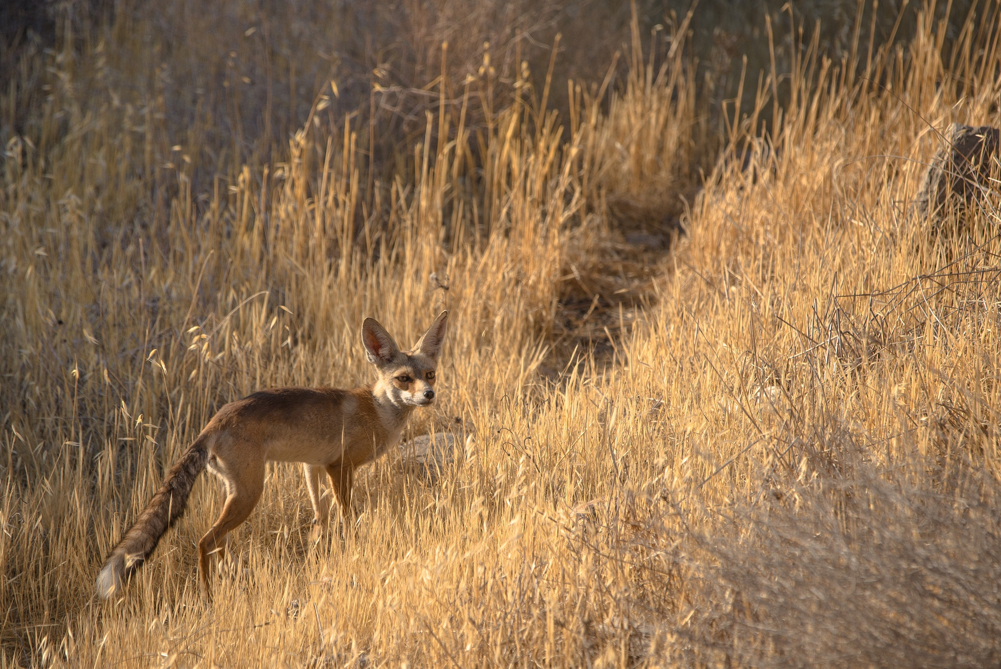 Sigma 120-400mm F4.5-5.6 DG OS HSM sample photo. Mr fox going for a walk early morning photography
