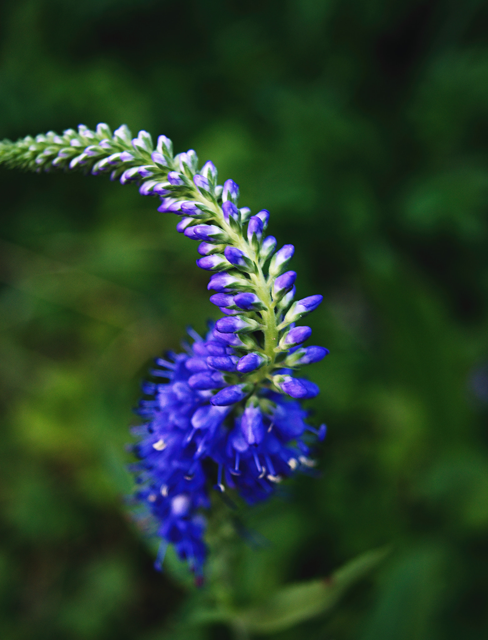 18.00 - 55.00 mm f/3.5 - 5.6 sample photo. Elegance photography