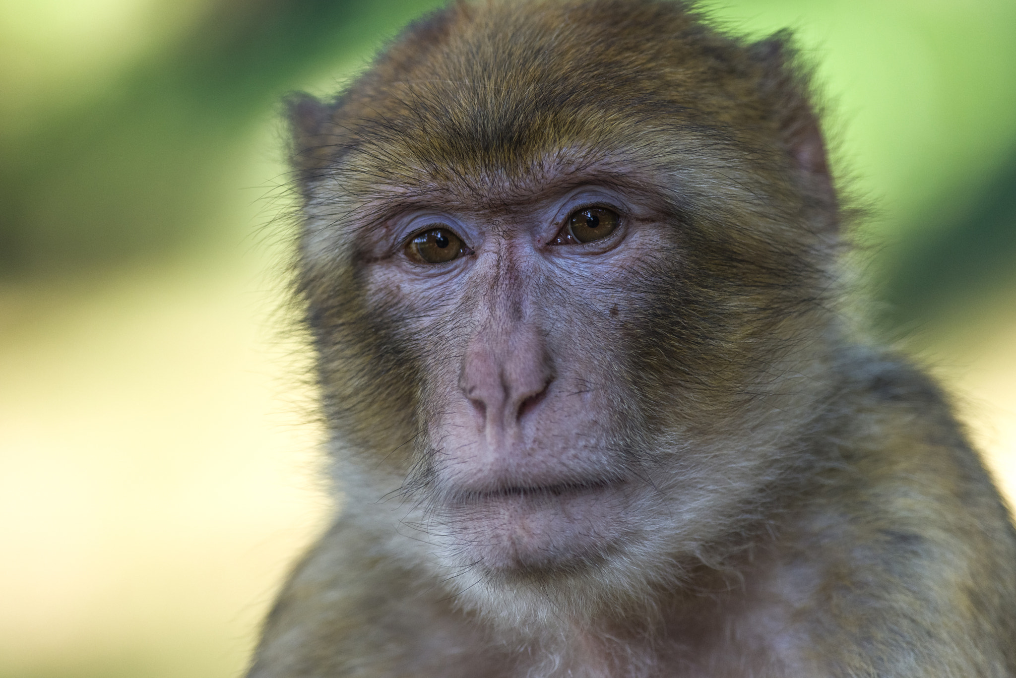 Pentax smc DA* 300mm F4.0 ED (IF) SDM sample photo. Barbary macaque photography