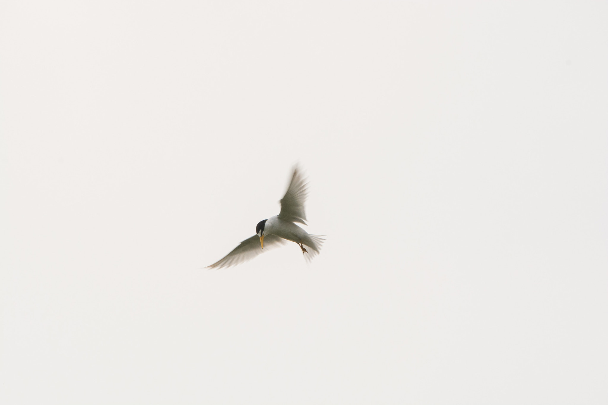 Sigma 120-400mm F4.5-5.6 DG OS HSM sample photo. Bird hovering looking for fish photography
