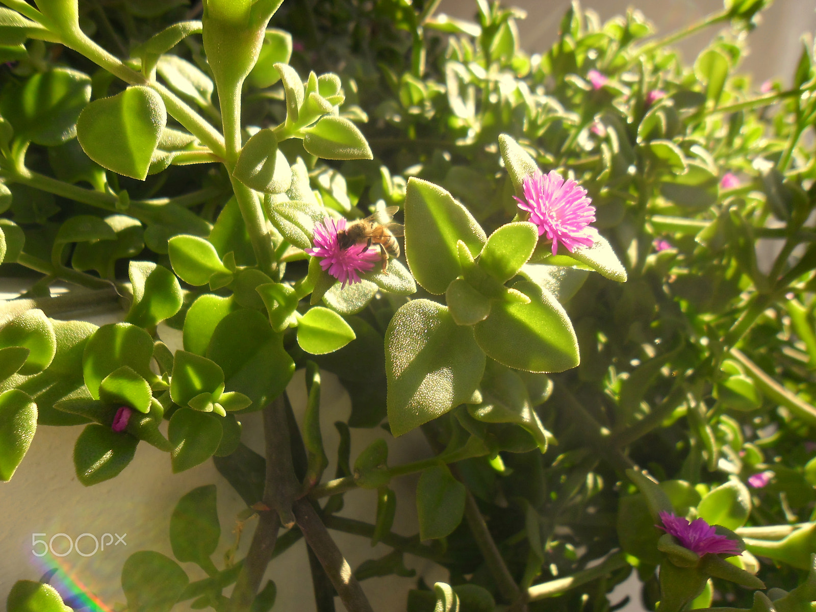 Samsung ES80/ ES81 sample photo. Bee work photography