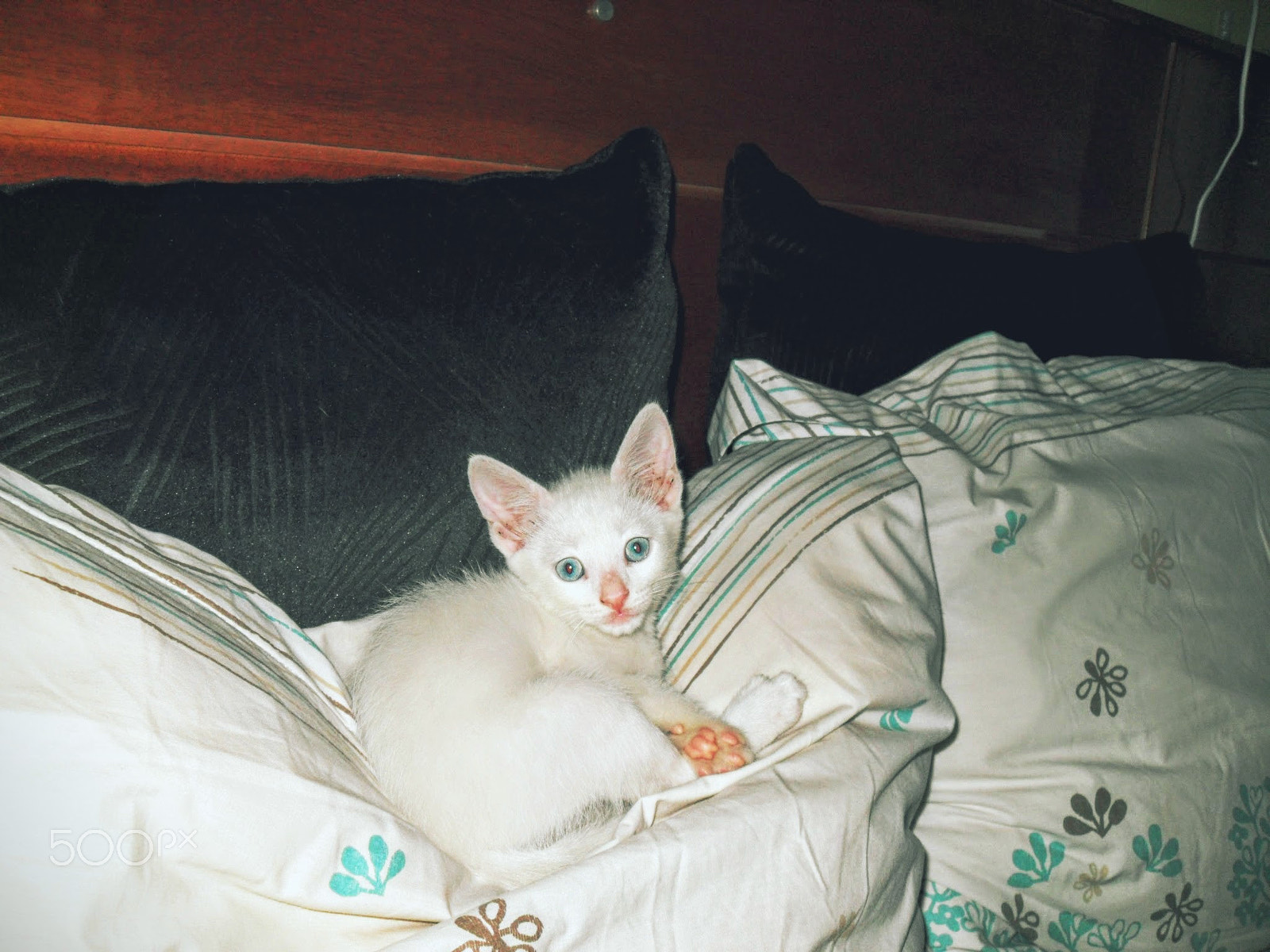 Samsung PL50 / VLUU PL50 /  SL202 sample photo. White blue-eyed kitty posing photography