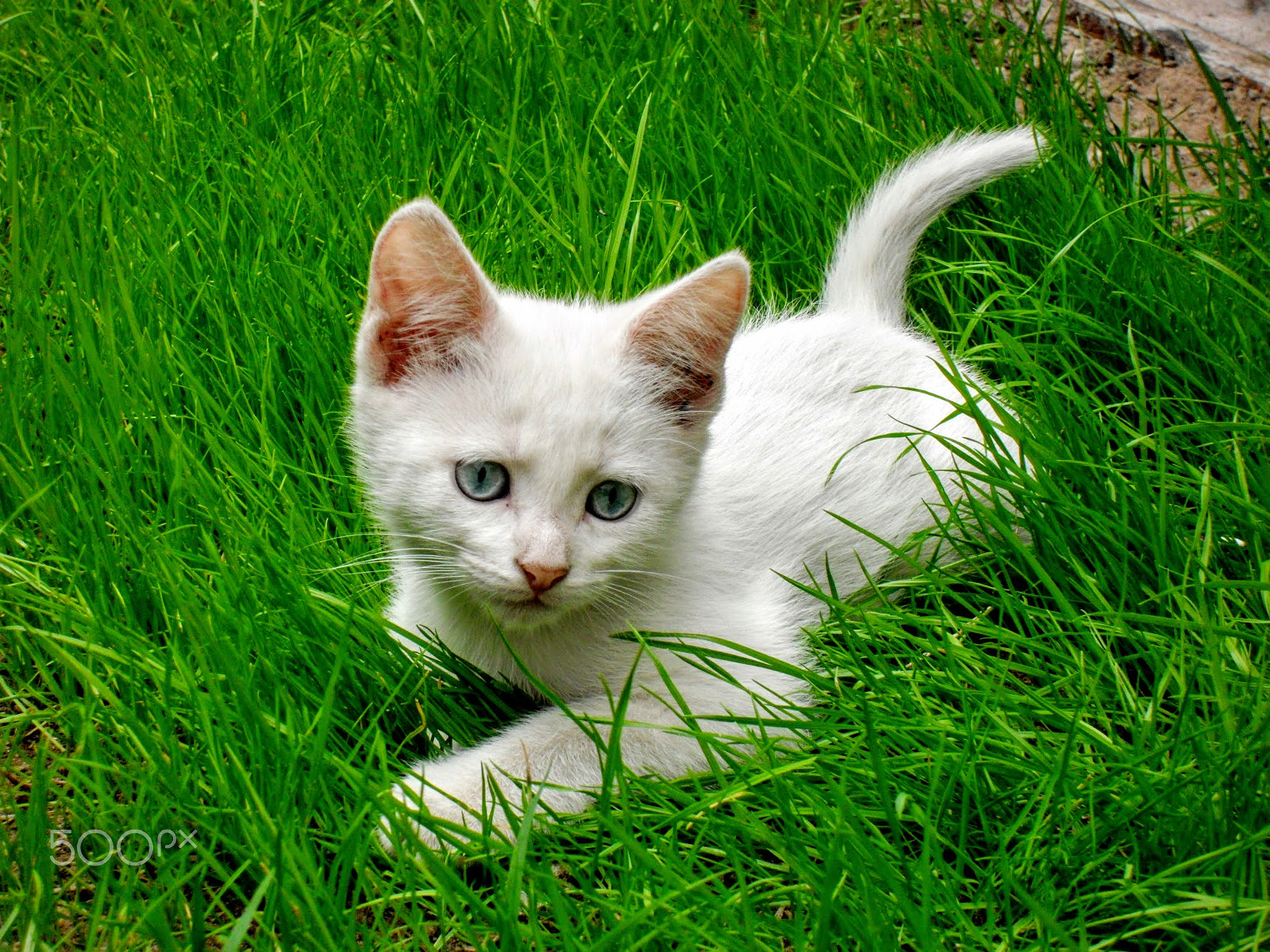 Samsung PL50 / VLUU PL50 /  SL202 sample photo. White blue-eyed kitty posing photography