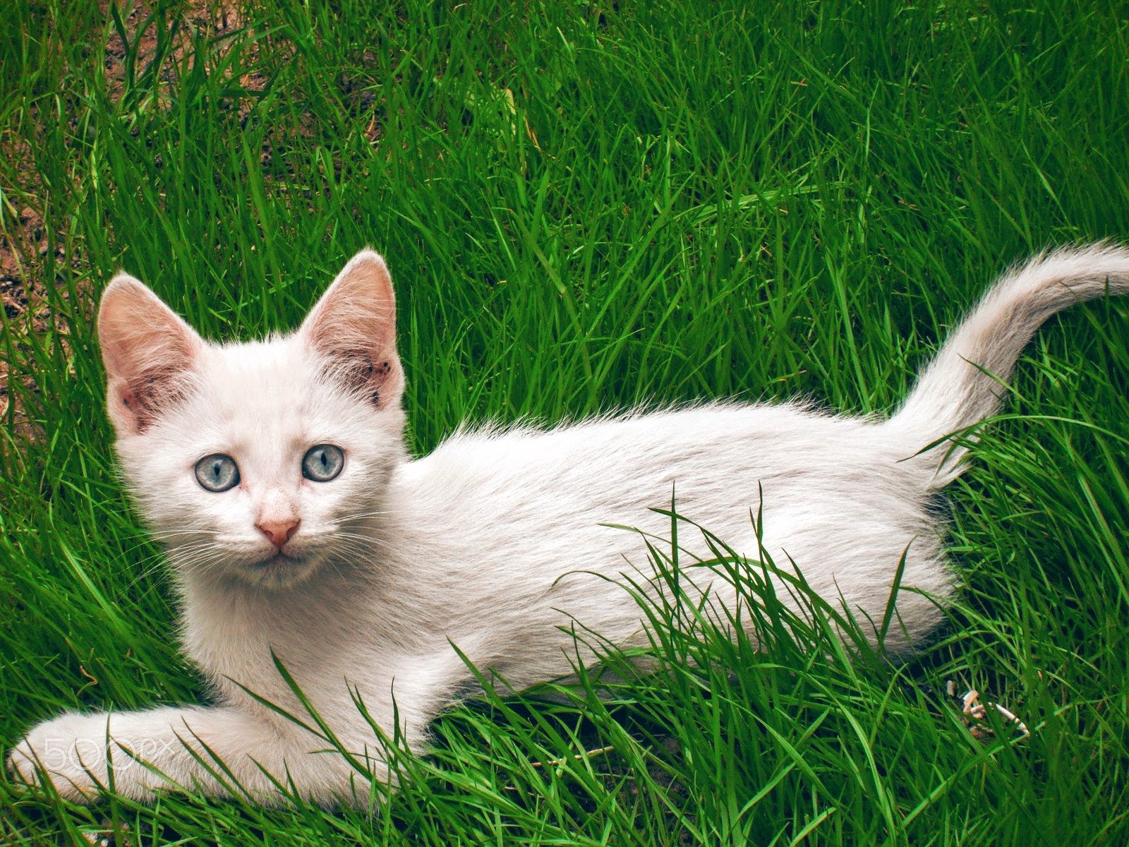 Samsung PL50 / VLUU PL50 /  SL202 sample photo. White blue-eyed kitty posing photography