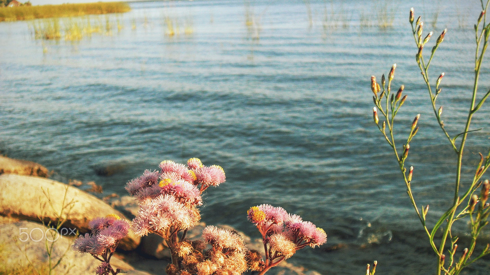 Samsung PL50 / VLUU PL50 /  SL202 sample photo. Flower near lagoon photography