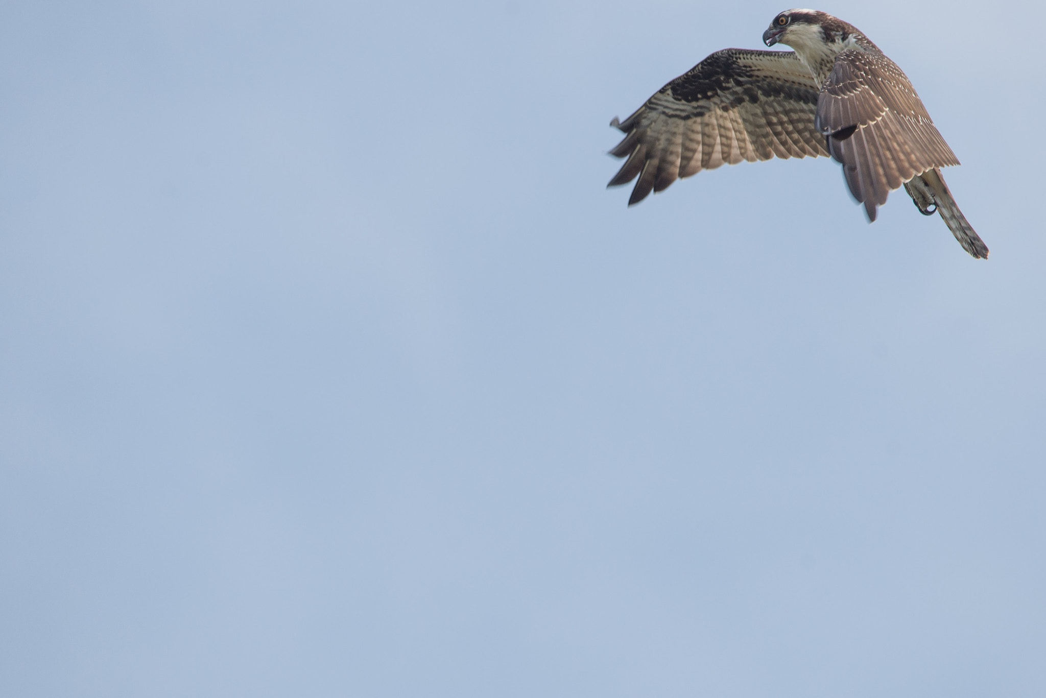 Sigma 120-400mm F4.5-5.6 DG OS HSM sample photo. Ofspray in flight maneuver photography