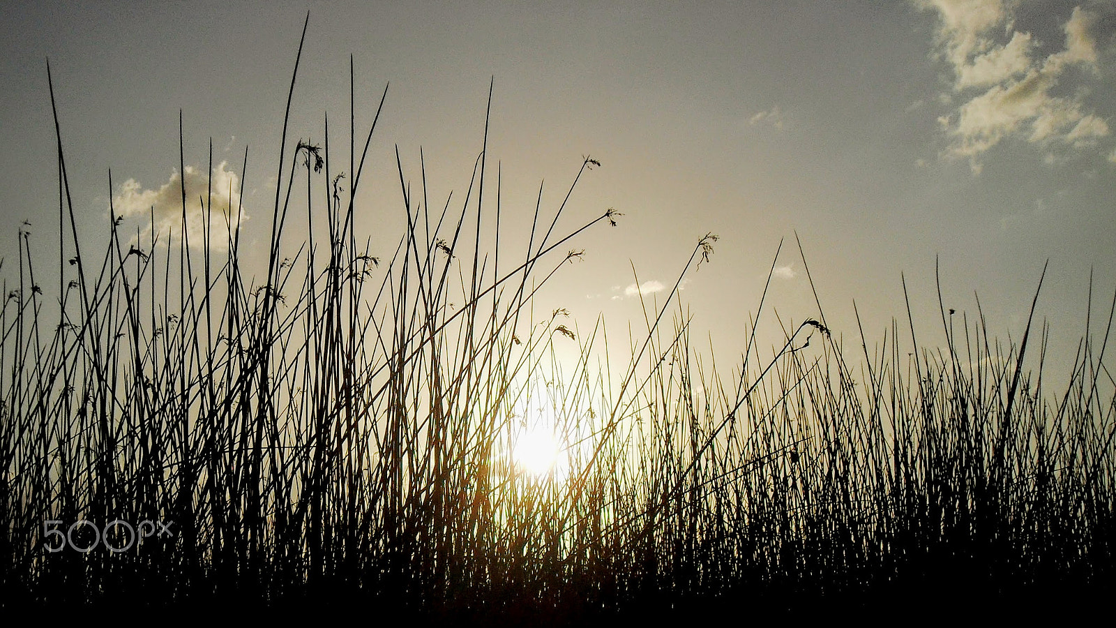 Samsung PL50 / VLUU PL50 /  SL202 sample photo. Grass over sun photography