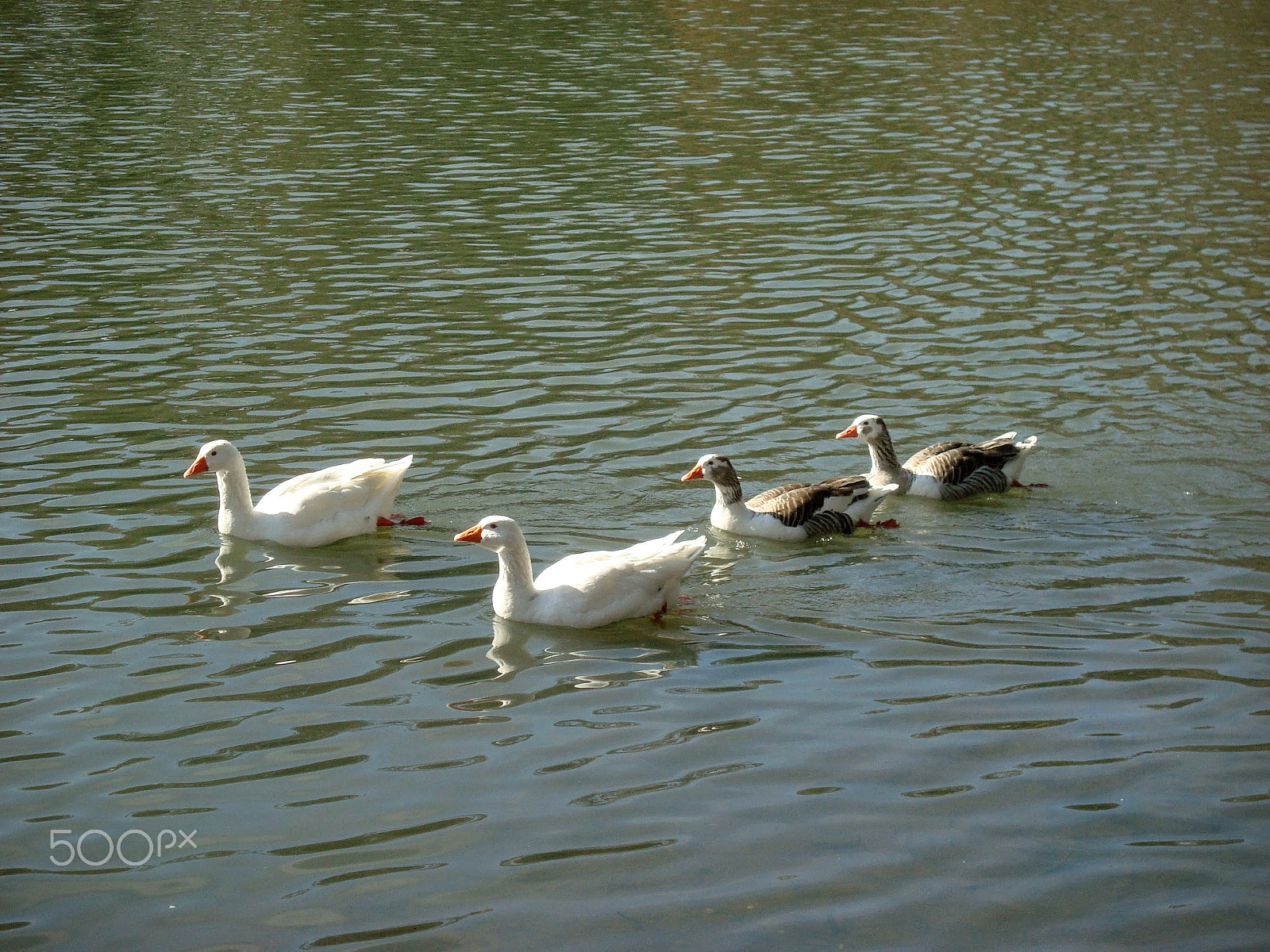 Sony Cyber-shot DSC-W110 sample photo. Pack of goose on a quiet lake photography