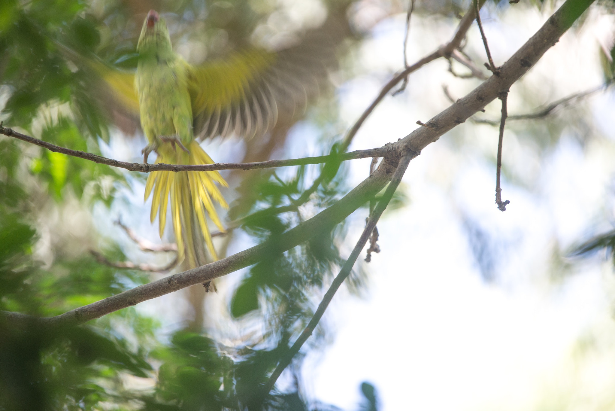 Sigma 120-400mm F4.5-5.6 DG OS HSM sample photo. Parakeet in flight photography