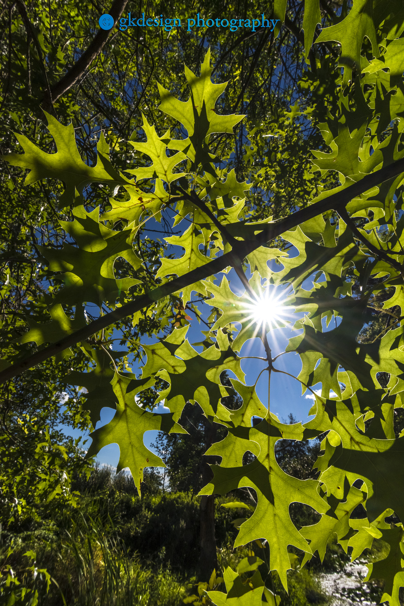 Nikon D610 + Tokina AT-X 17-35mm F4 Pro FX sample photo. Labor day sunshine photography