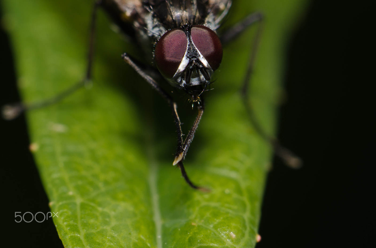 Nikon AF-S DX Micro-Nikkor 85mm F3.5G ED VR sample photo. Fly away photography