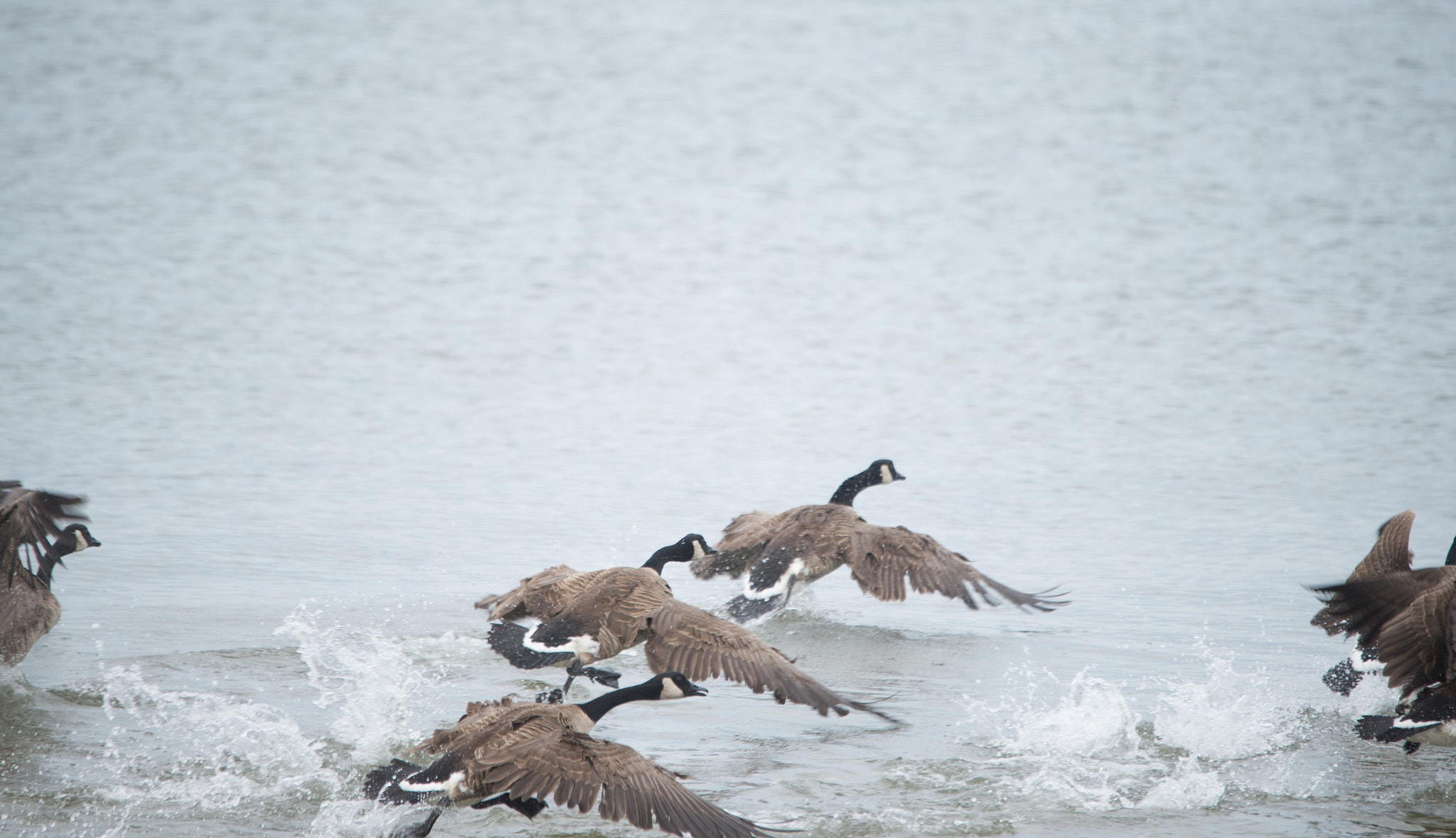 Nikon D600 + Sigma 120-400mm F4.5-5.6 DG OS HSM sample photo. Canadian geese taking off photography