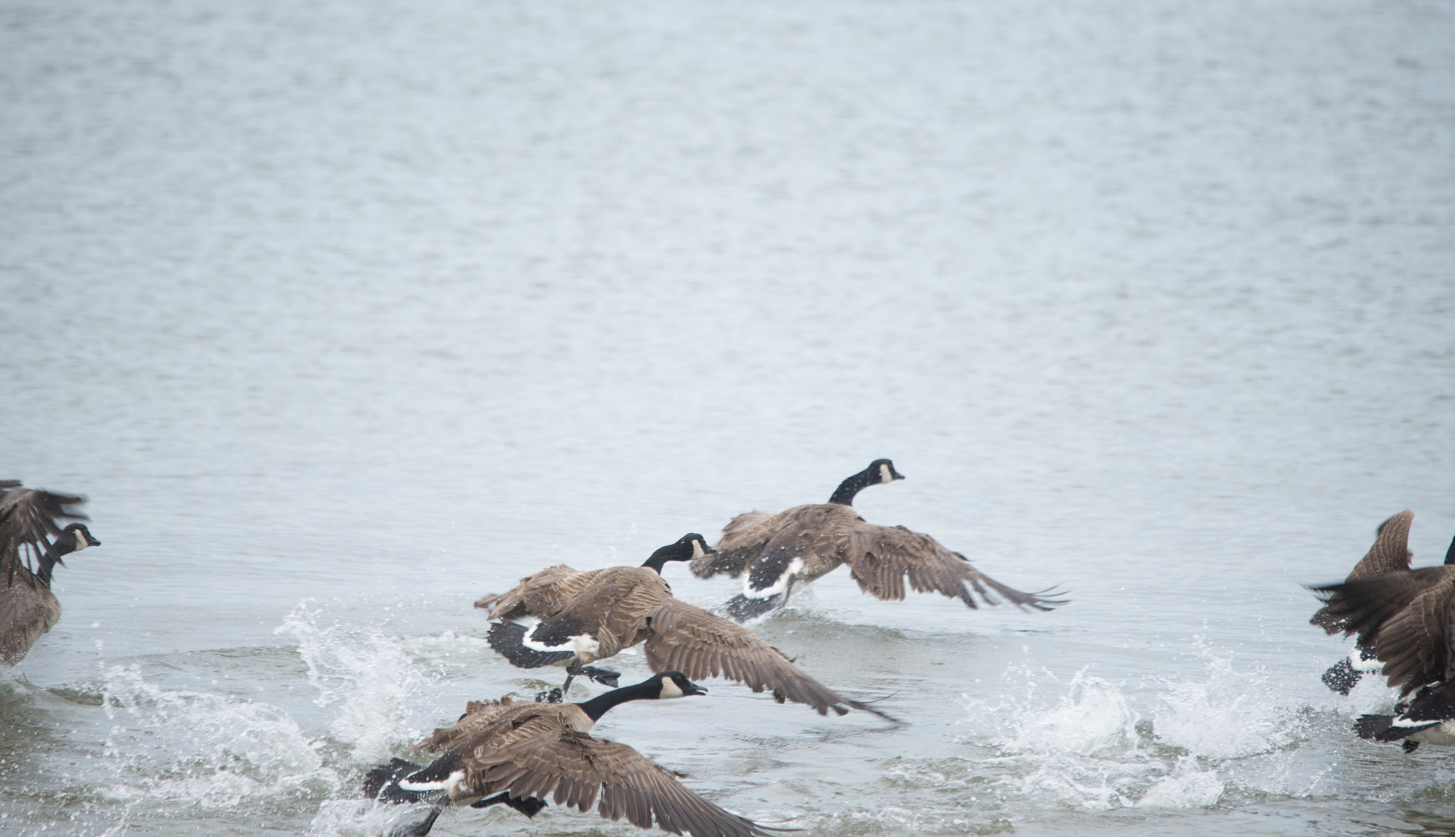 Sigma 120-400mm F4.5-5.6 DG OS HSM sample photo. Canadian geese taking off photography