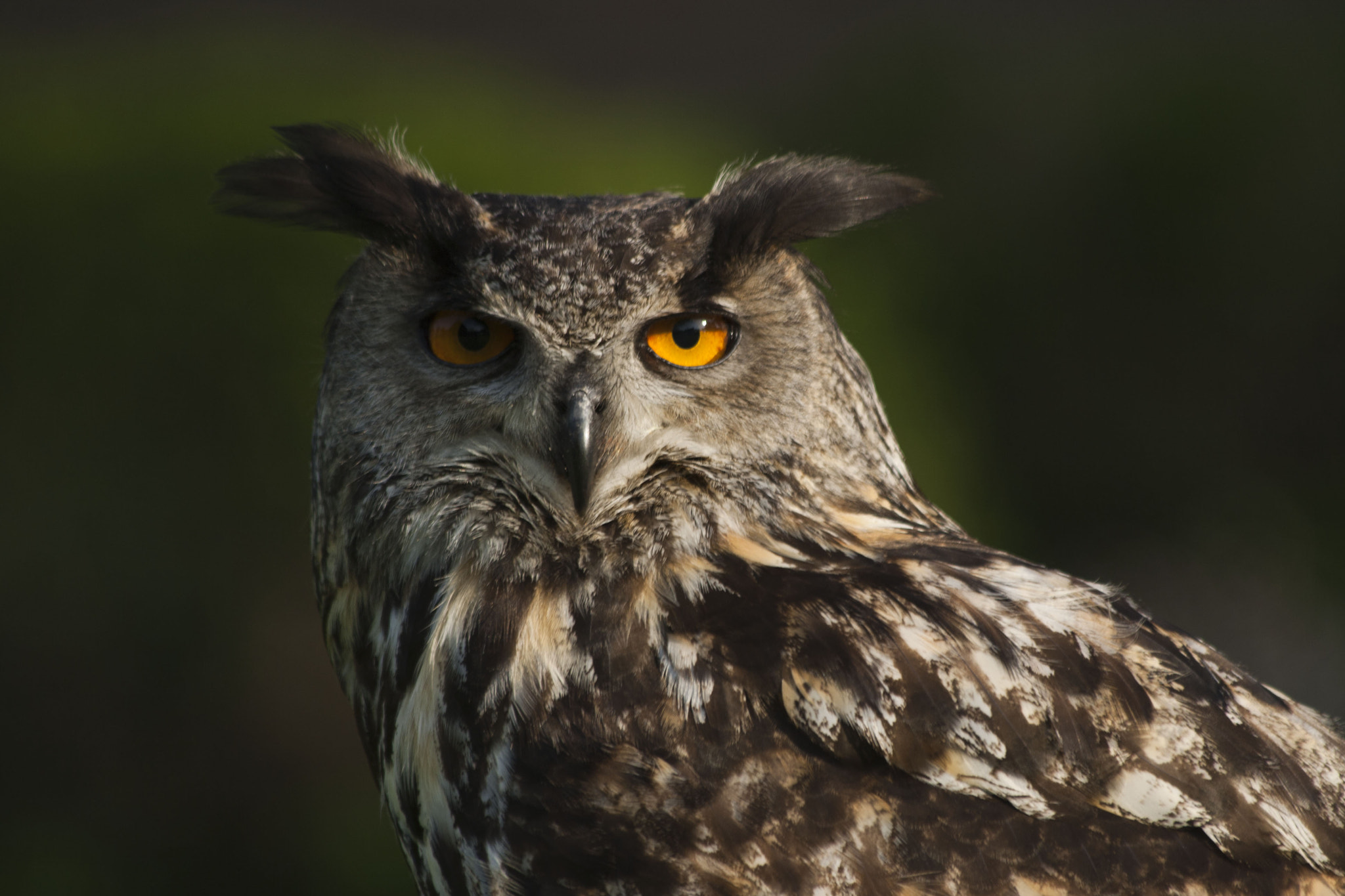 Canon EF 70-300mm F4-5.6 IS USM sample photo. Uil photography