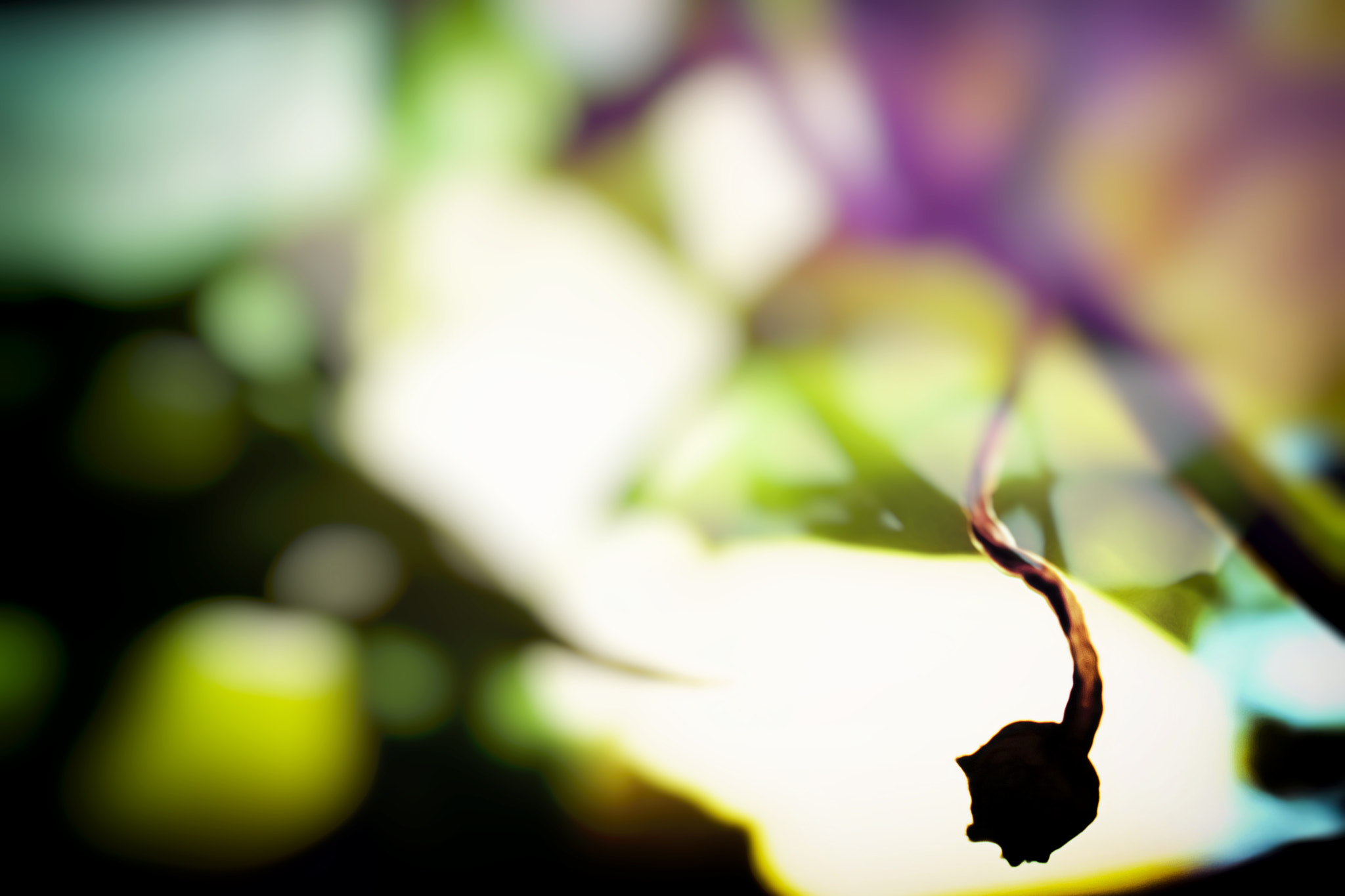 Nikon AF-S DX Micro Nikkor 40mm F2.8 sample photo. Eventyr photography