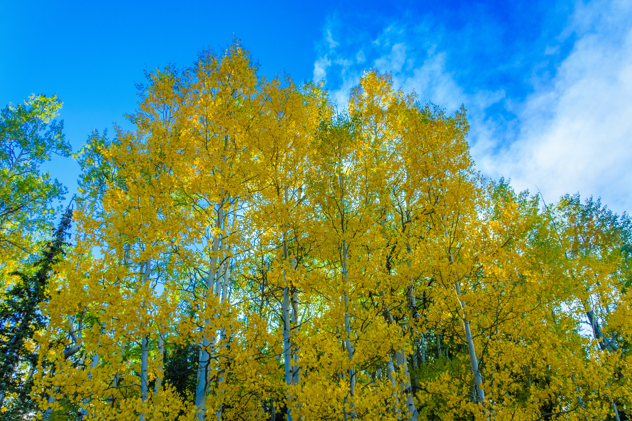 Nikon D500 sample photo. Aspen leaves px photography