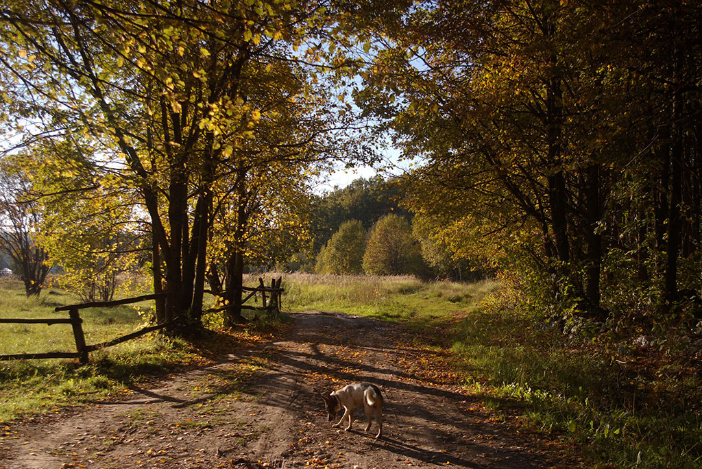 Pentax K110D + Pentax smc DA 18-55mm F3.5-5.6 AL sample photo. My autumn. photography