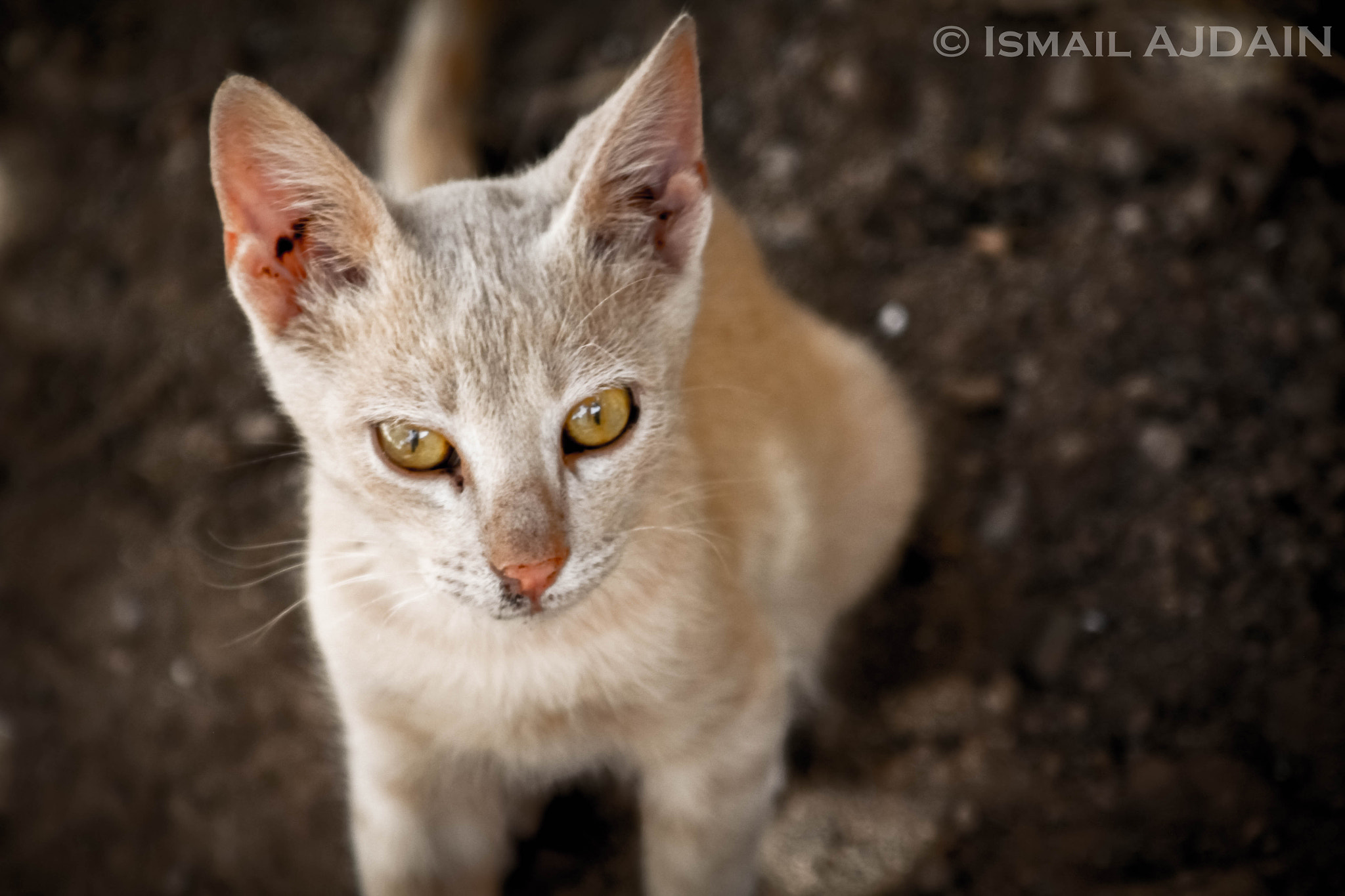 Canon EF 80-200mm F4.5-5.6 II sample photo. Cat photography