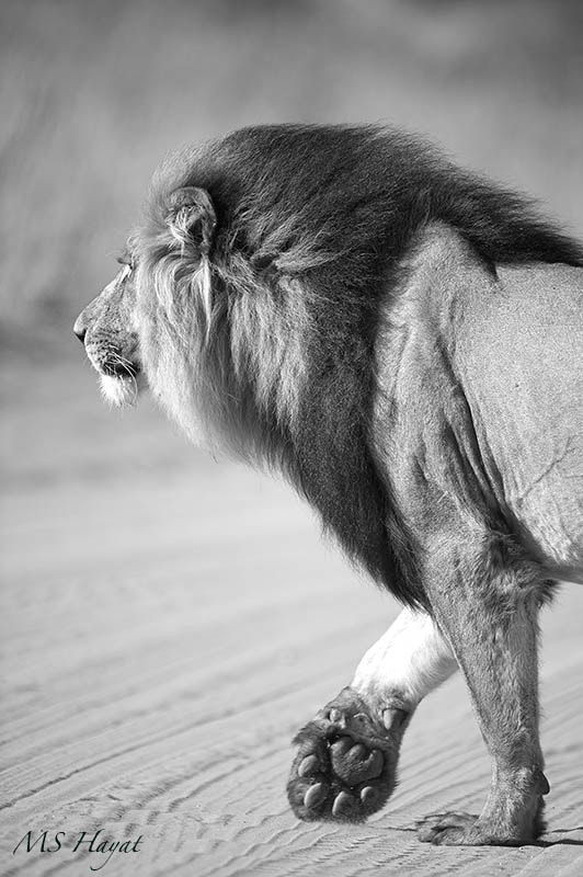 Nikon D4 + Nikon AF-S Nikkor 600mm F4G ED VR sample photo. Greetings from africa!! photography