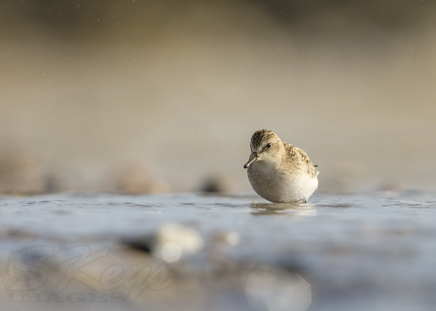 Nikon D7200 + Sigma 500mm F4.5 EX DG HSM sample photo. Cooling off (semi-palmated sandpipe) photography