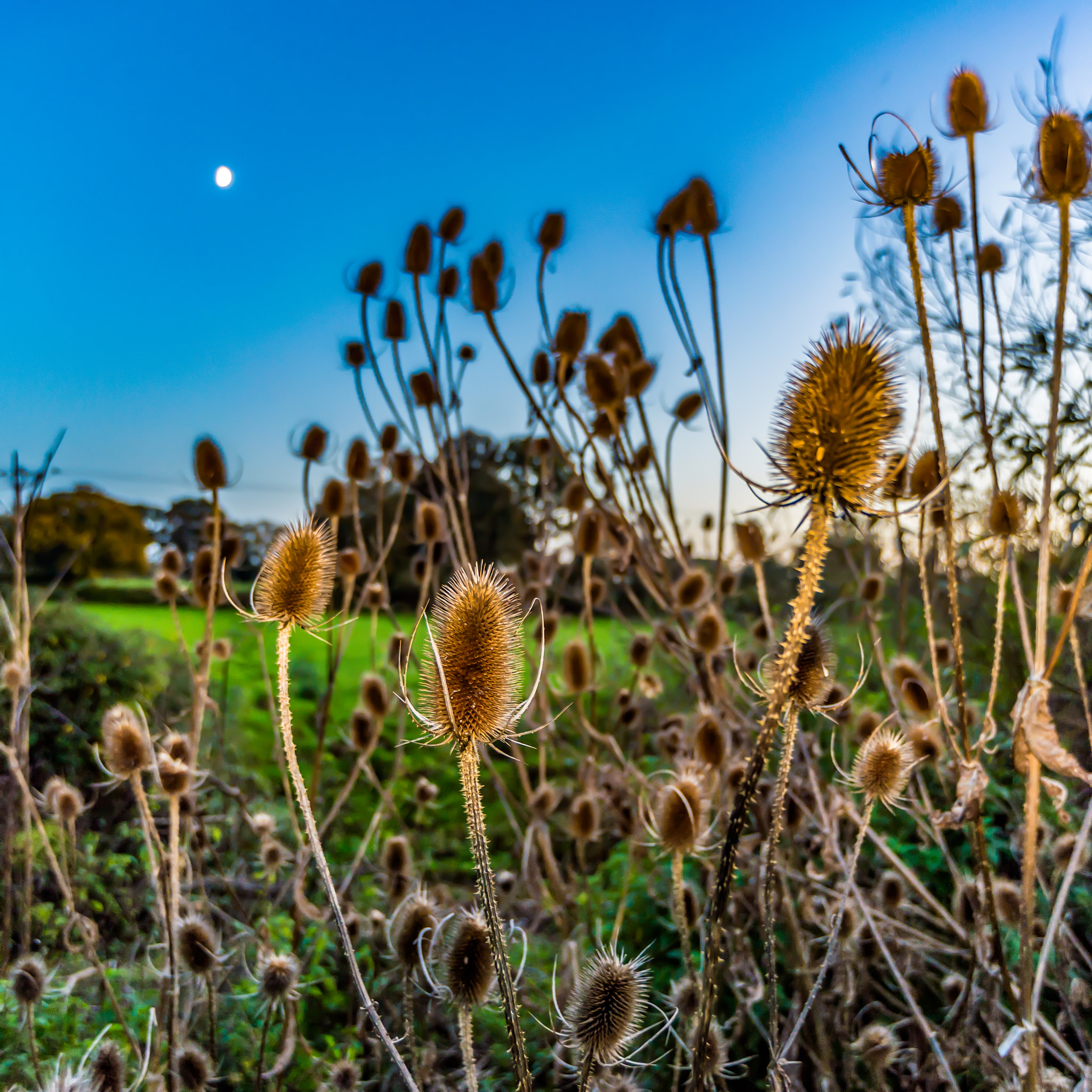 Nikon Df sample photo. Teasles under the moonlight photography