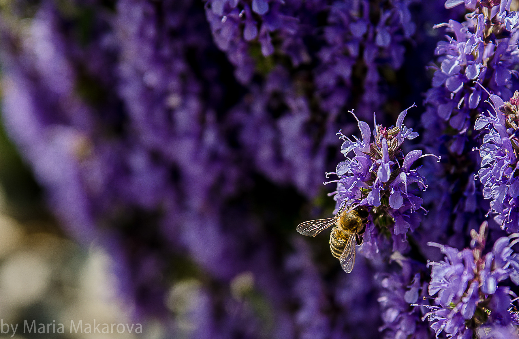 Nikon D7000 + Tamron AF 28-75mm F2.8 XR Di LD Aspherical (IF) sample photo. Bee and flowers photography