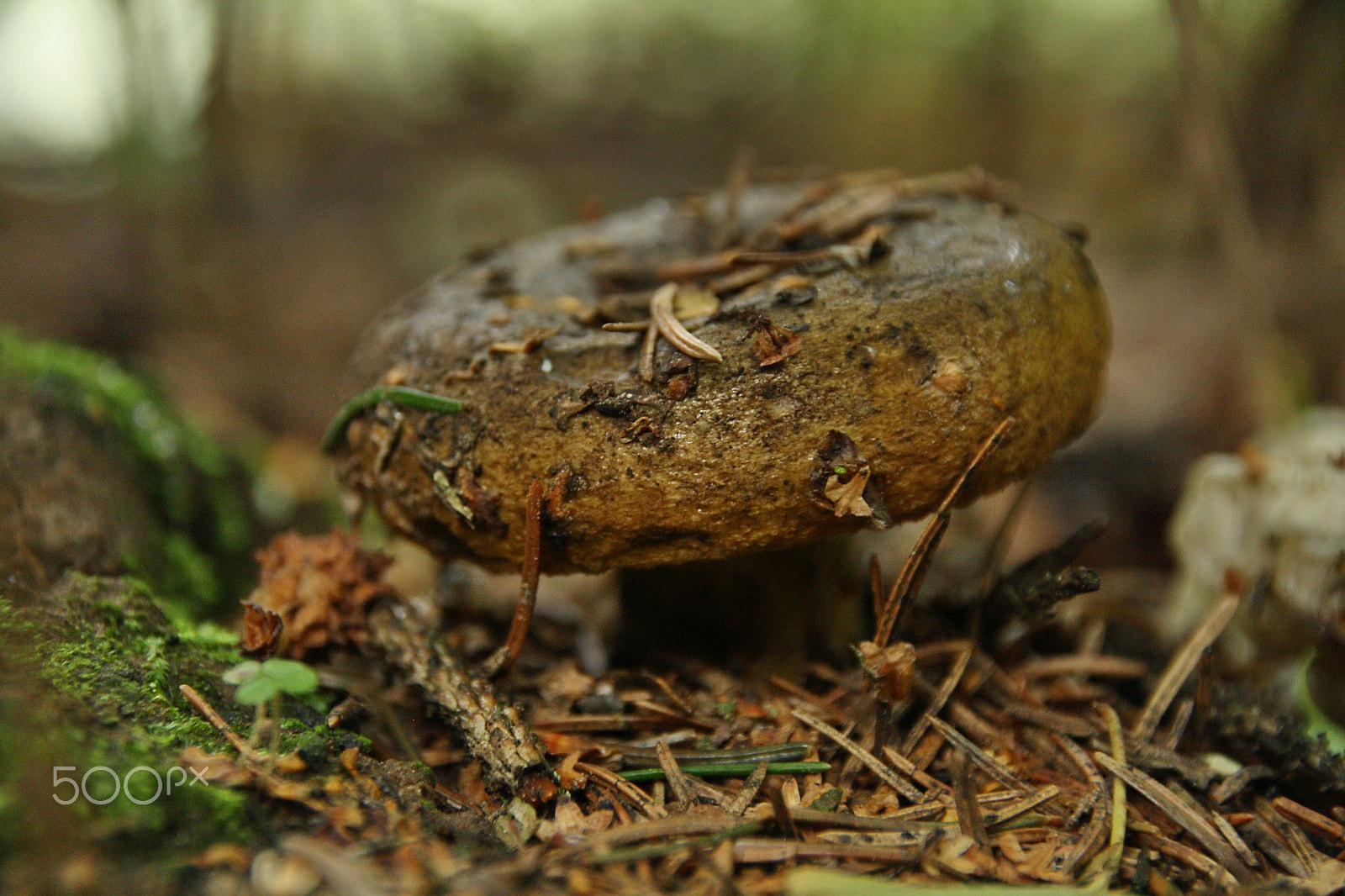 Canon EOS 1000D (EOS Digital Rebel XS / EOS Kiss F) sample photo. Lactarius necator photography
