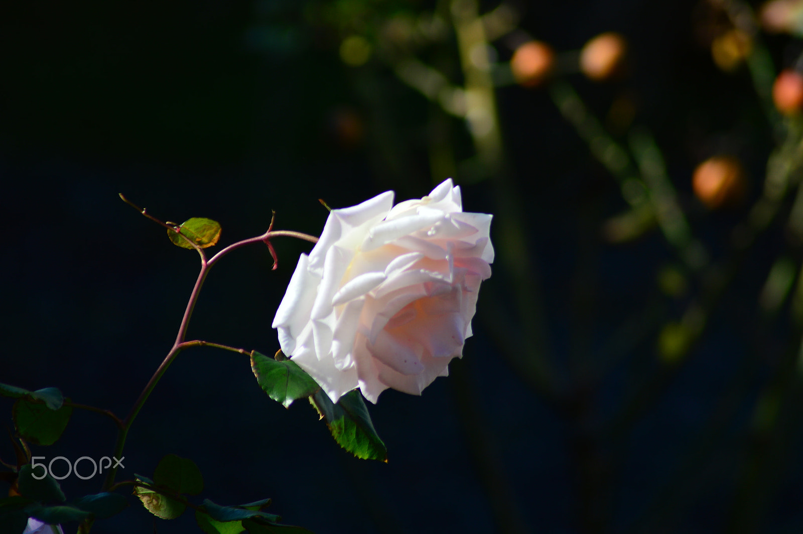 AF Zoom-Nikkor 70-300mm f/4-5.6D ED sample photo. Low light photography