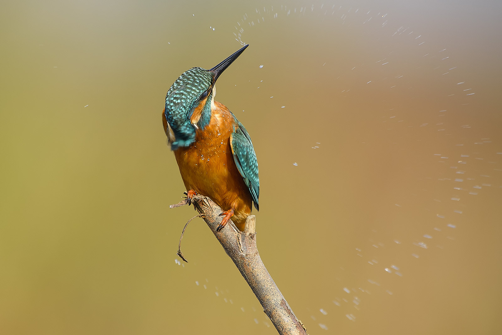 Nikon AF-S Nikkor 400mm F2.8G ED VR II sample photo. Alcedo atthis - martin pescatore - kingfisher photography