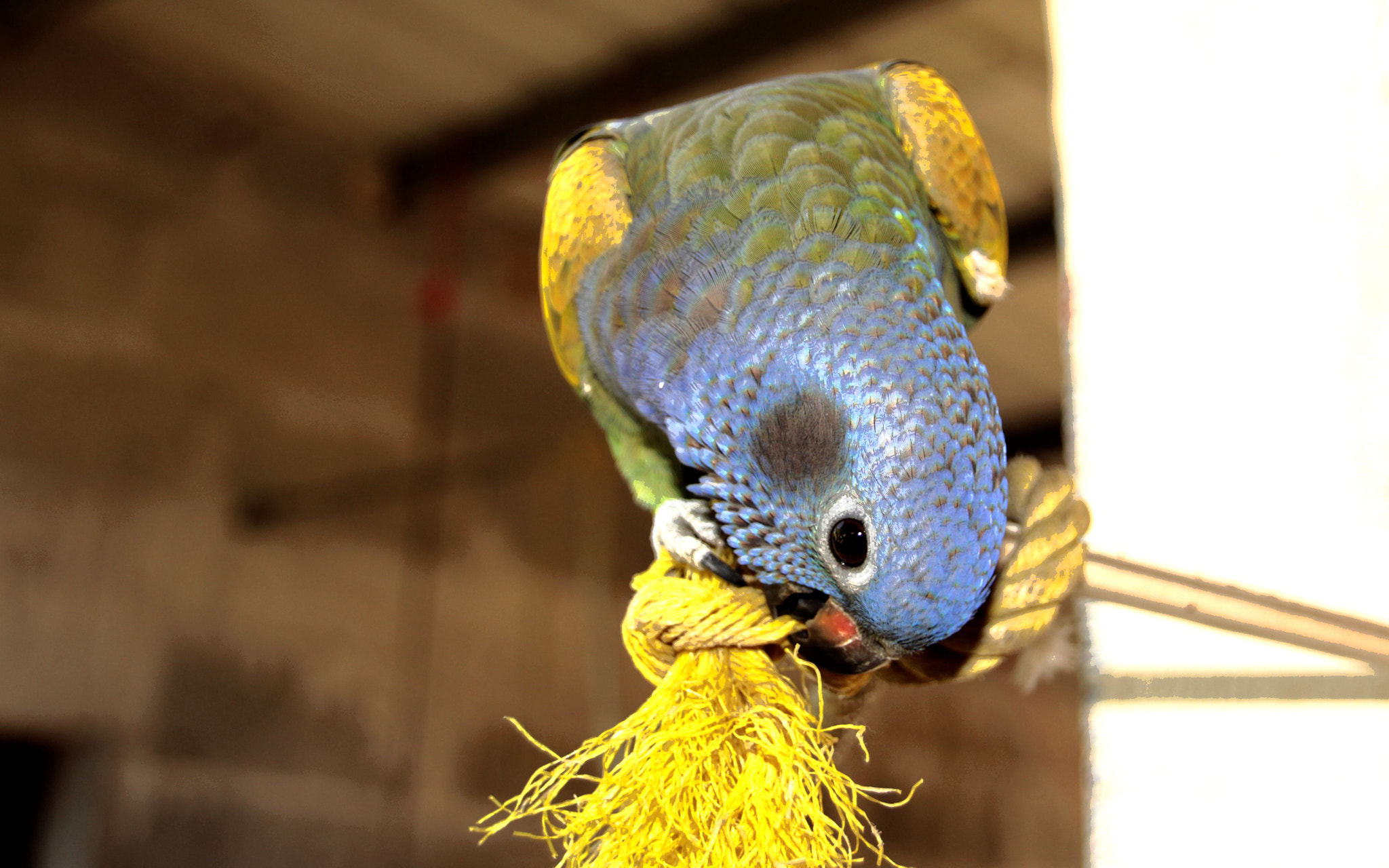 Canon EOS 1200D (EOS Rebel T5 / EOS Kiss X70 / EOS Hi) sample photo. Bird - pionus menstruus photography