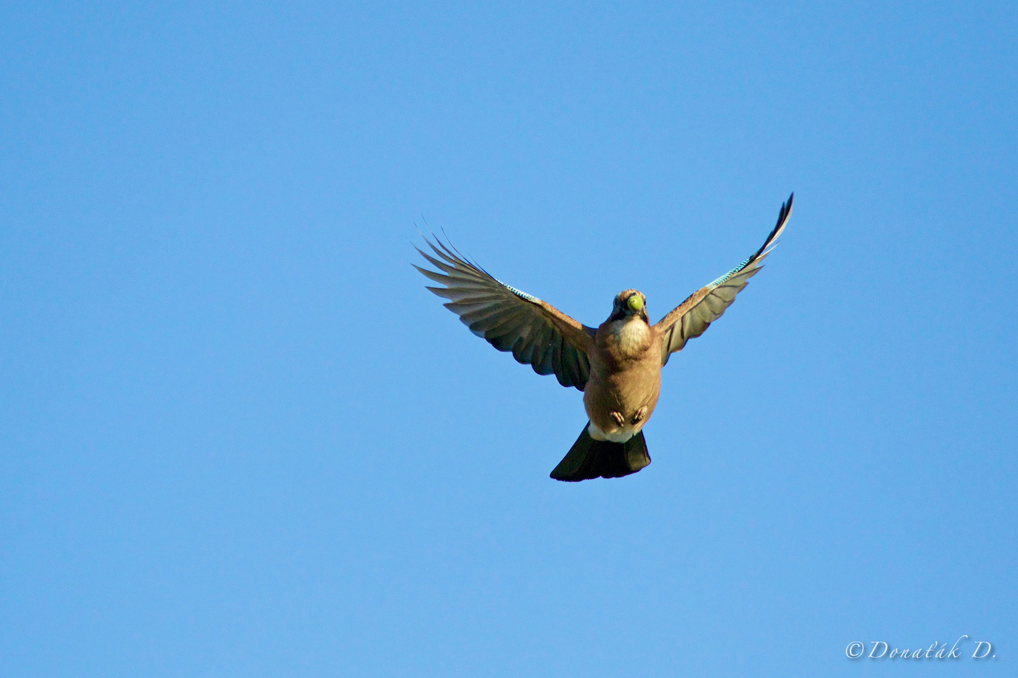 Canon EF 200-400mm F4L IS USM Extender 1.4x sample photo. Sojka obecná (garrulus glandarius) photography