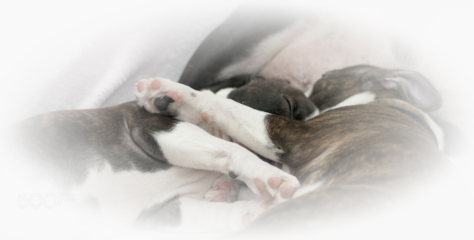 Pentax smc D-FA 100mm F2.8 macro sample photo. Boston terrier photography