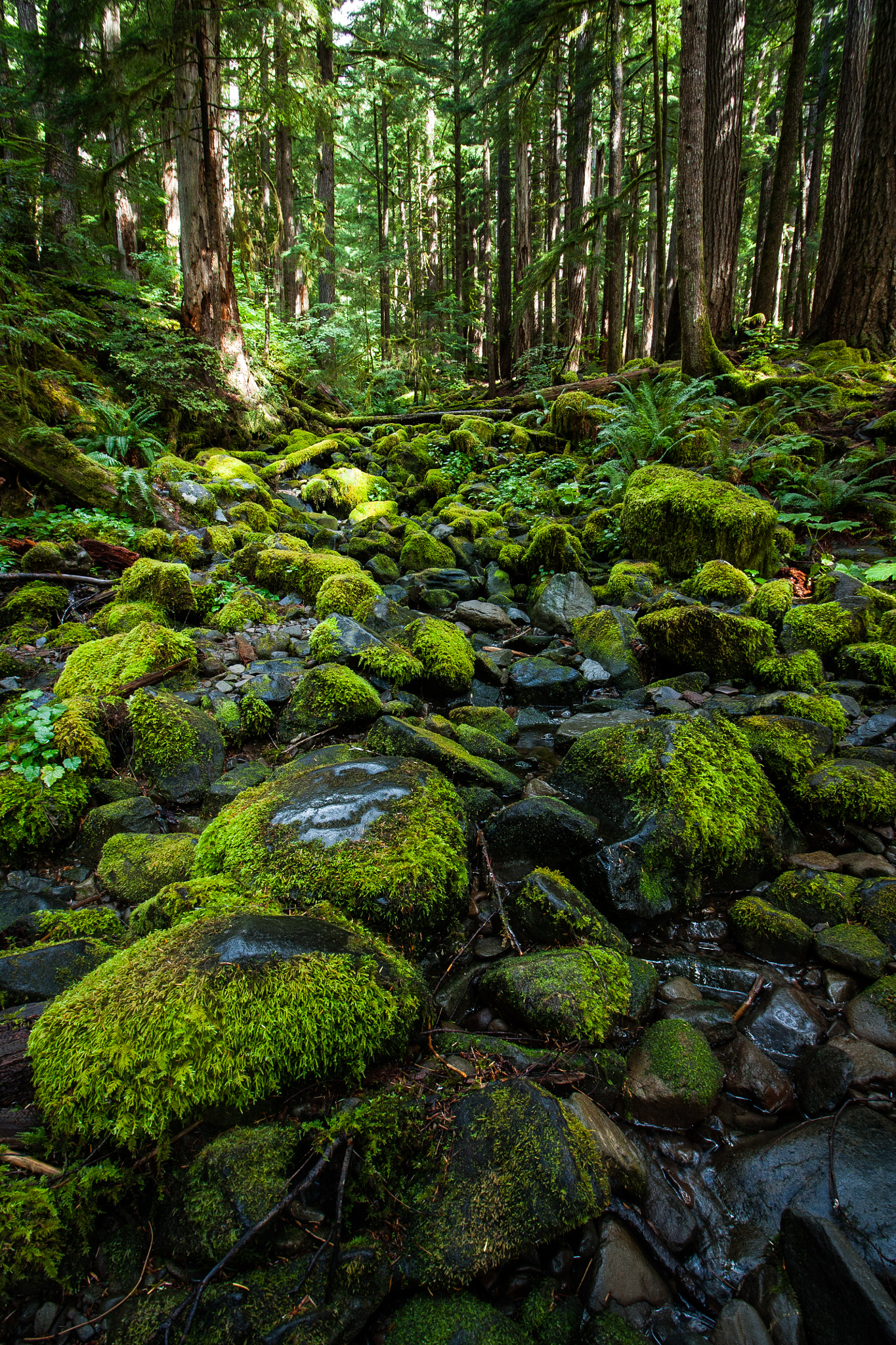 Canon EOS 450D (EOS Rebel XSi / EOS Kiss X2) sample photo. Sol duc valley photography