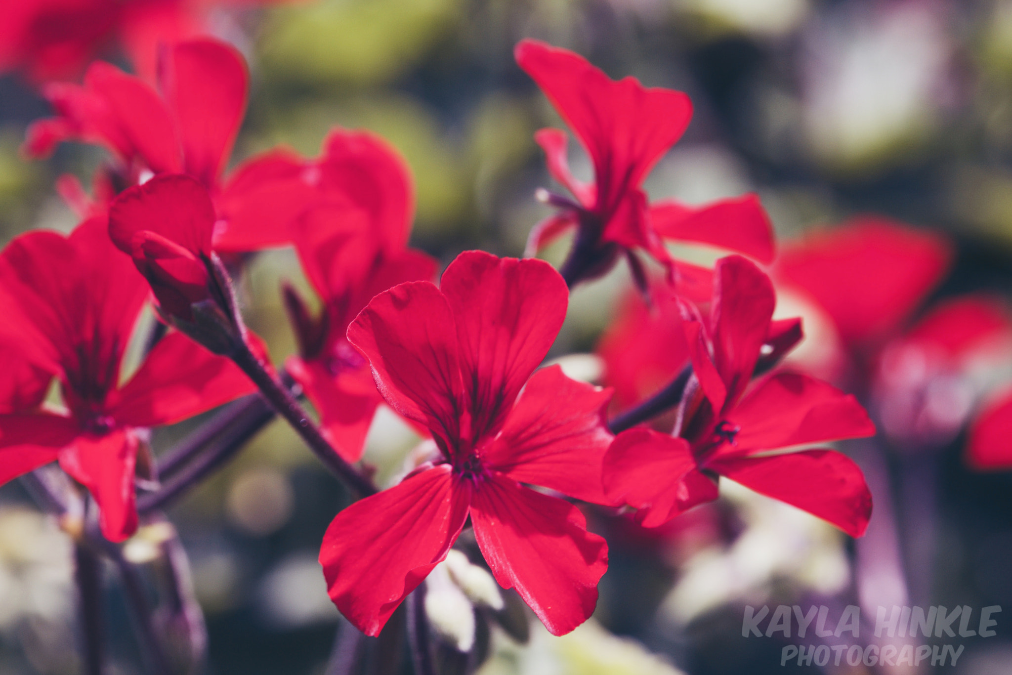 Canon EF-S 55-250mm F4-5.6 IS STM sample photo. Red passion photography