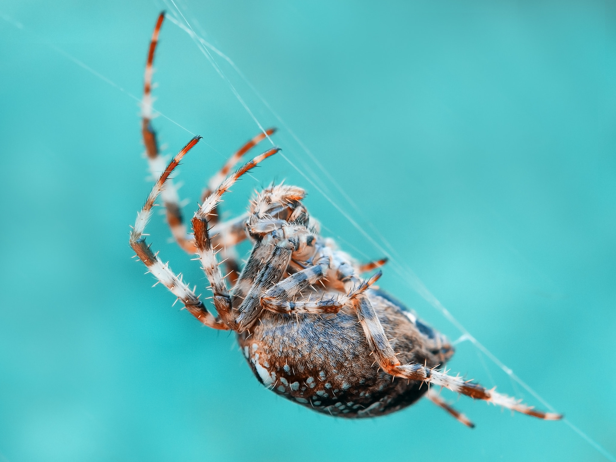 Nikon AF-S Micro-Nikkor 60mm F2.8G ED sample photo. Spider photography