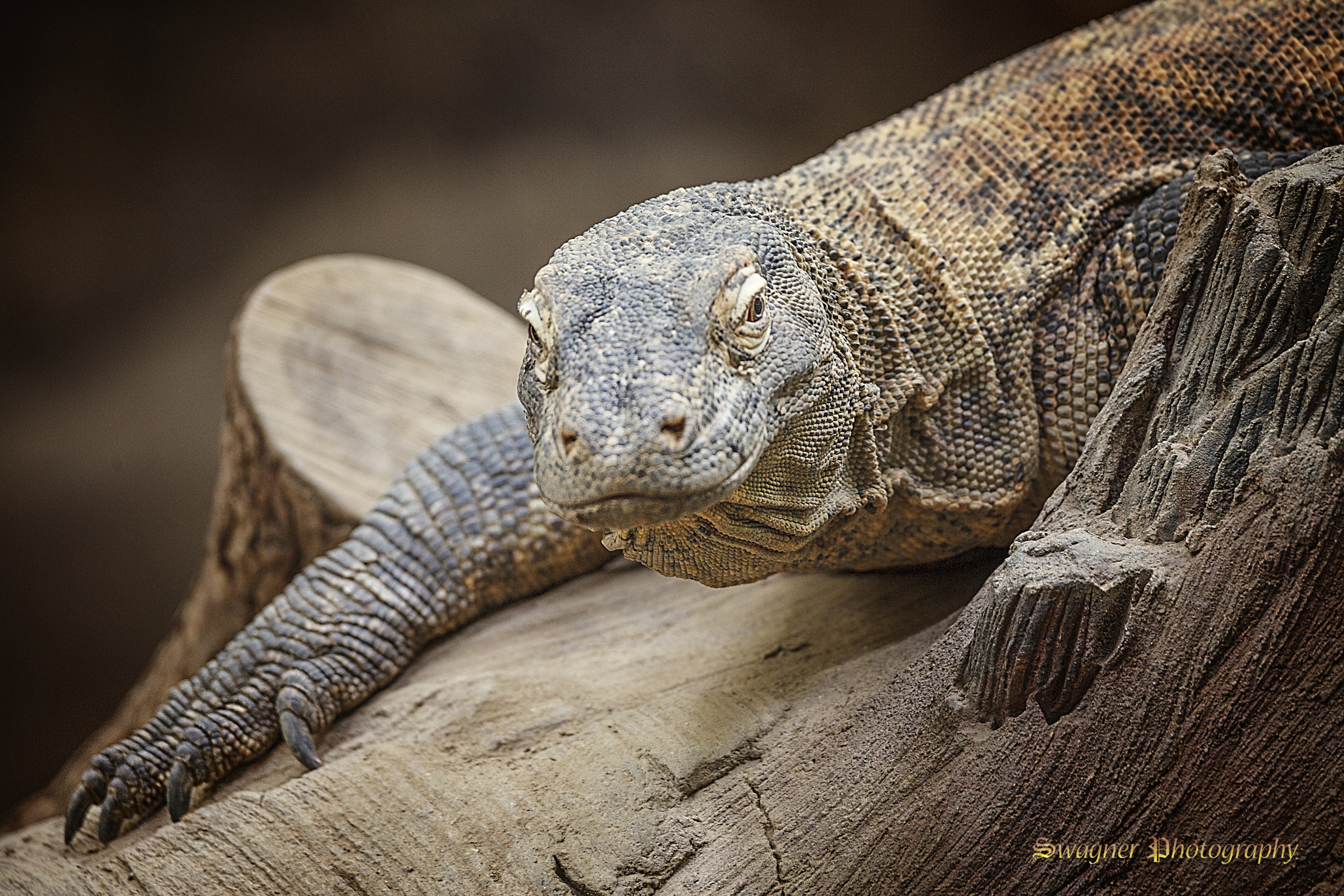 150-600mm F5-6.3 DG OS HSM | Contemporary 015 sample photo. Komodo dragon photography