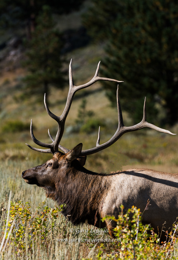 Nikon AF-S Nikkor 200-400mm F4G ED-IF VR sample photo. Elk photography