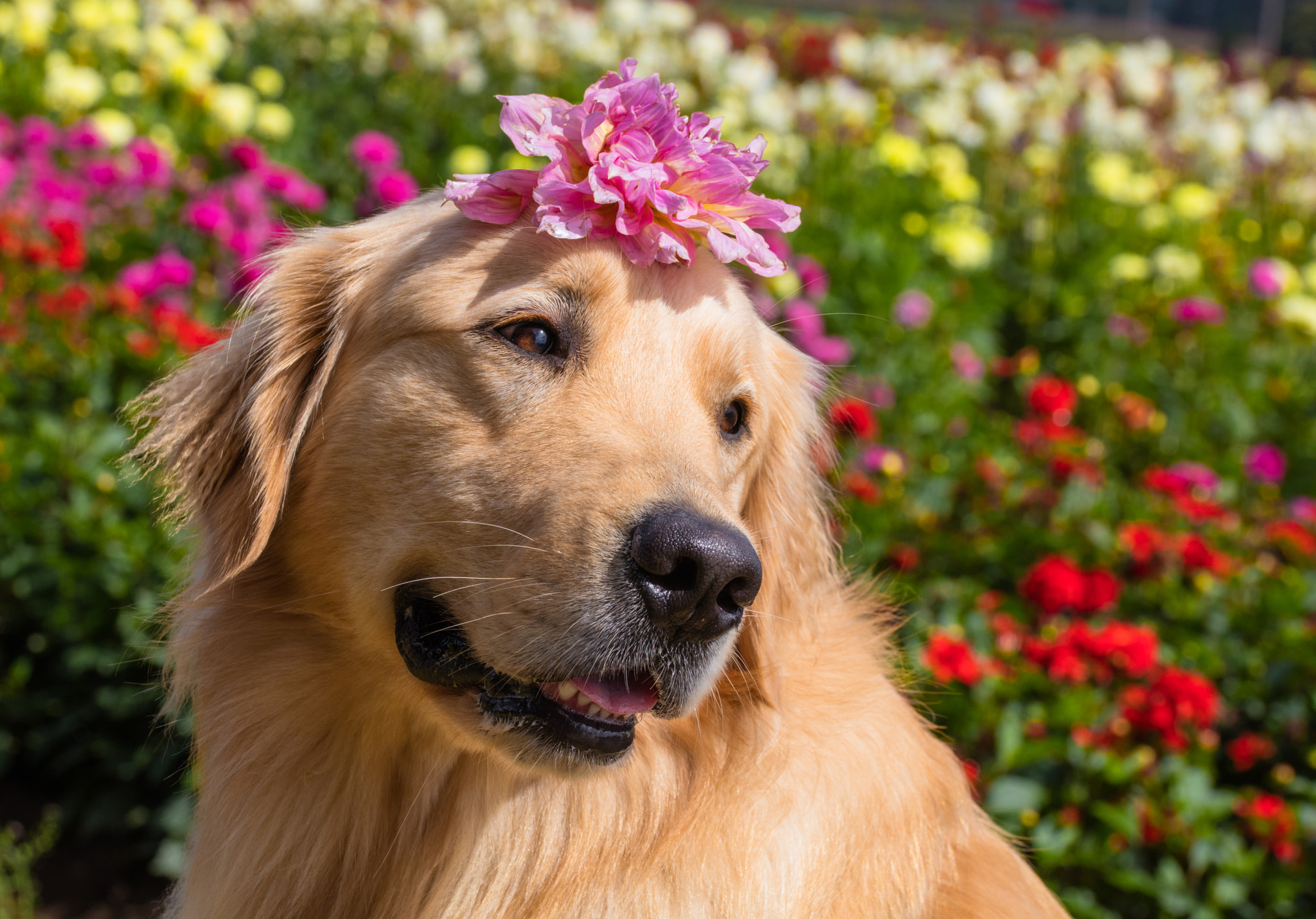 Sigma 105mm F2.8 EX DG OS HSM sample photo. Scout the golden retriever photography