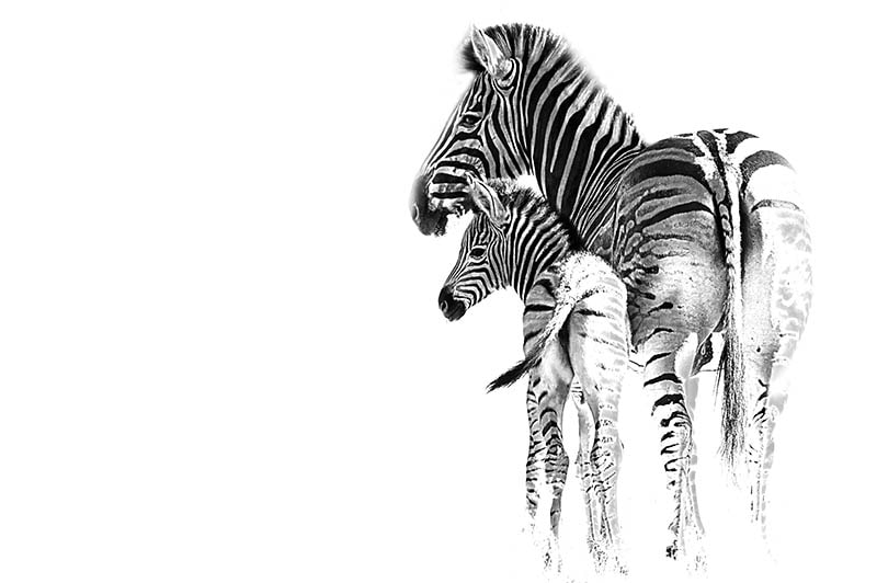 Nikon D4 + Nikon AF-S Nikkor 600mm F4G ED VR sample photo. Zebra mom and calf photography