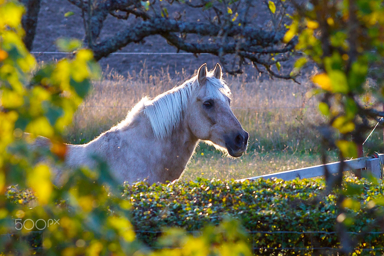 Canon EF 200mm F2.8L II USM sample photo. Amaretto photography