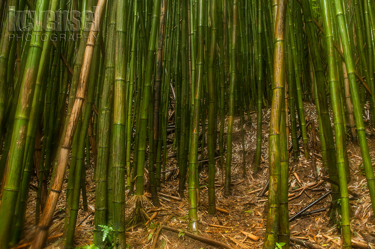 Pentax K-7 sample photo. Bamboo forest photography