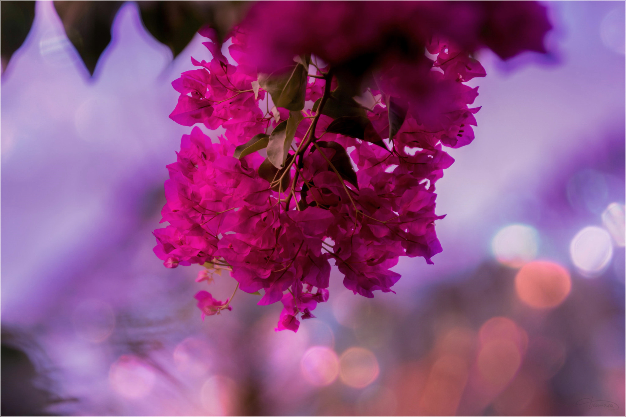 Tamron SP AF 70-200mm F2.8 Di LD (IF) MACRO sample photo. Lichter photography