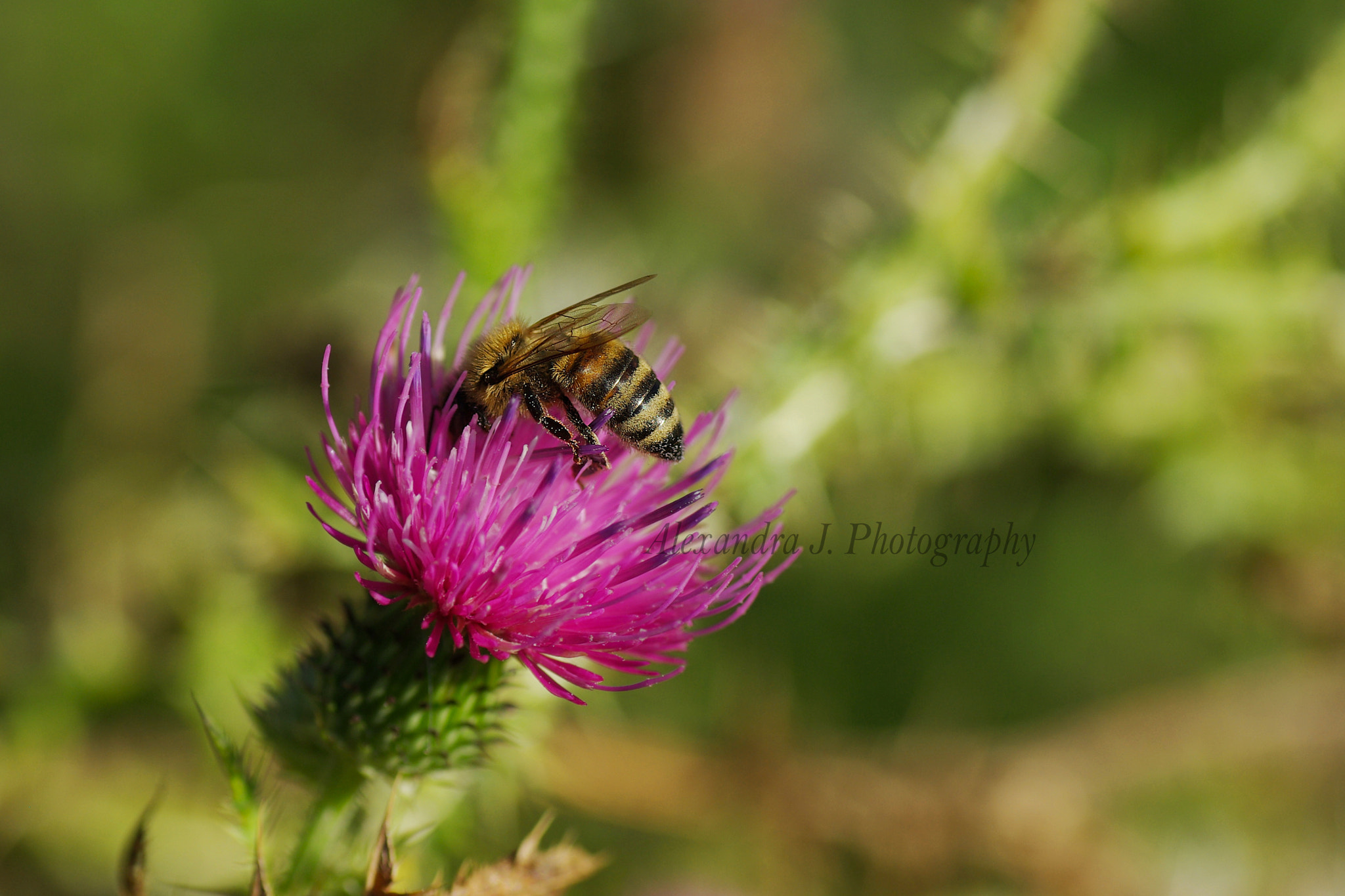 Tamron SP AF 90mm F2.8 Di Macro sample photo. Harvest photography