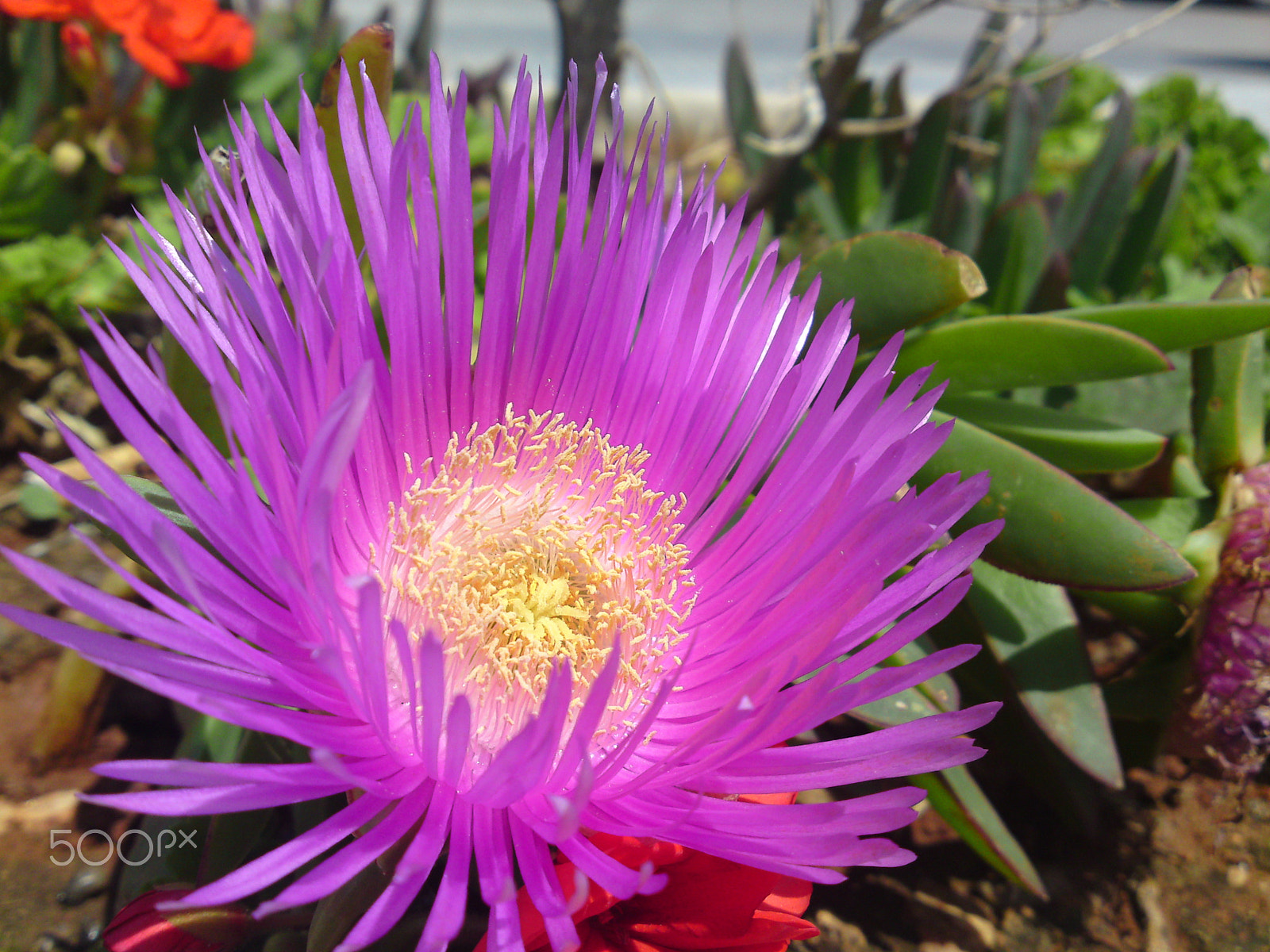 Sony Ericsson C905 sample photo. Flower photography