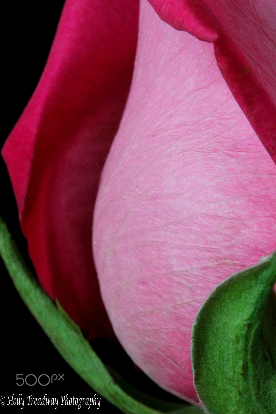 Canon EF 100mm F2.8 Macro USM sample photo. ©  rose bud photography