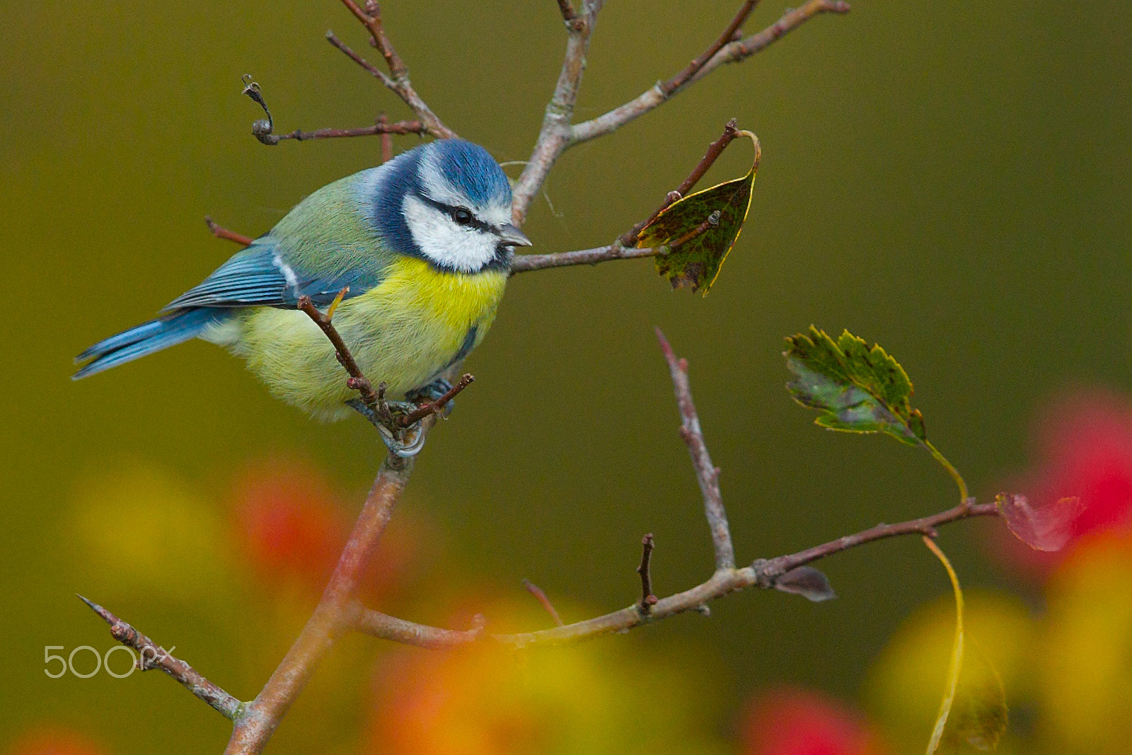 Canon EF 400mm F2.8L IS II USM sample photo. Blue tit photography